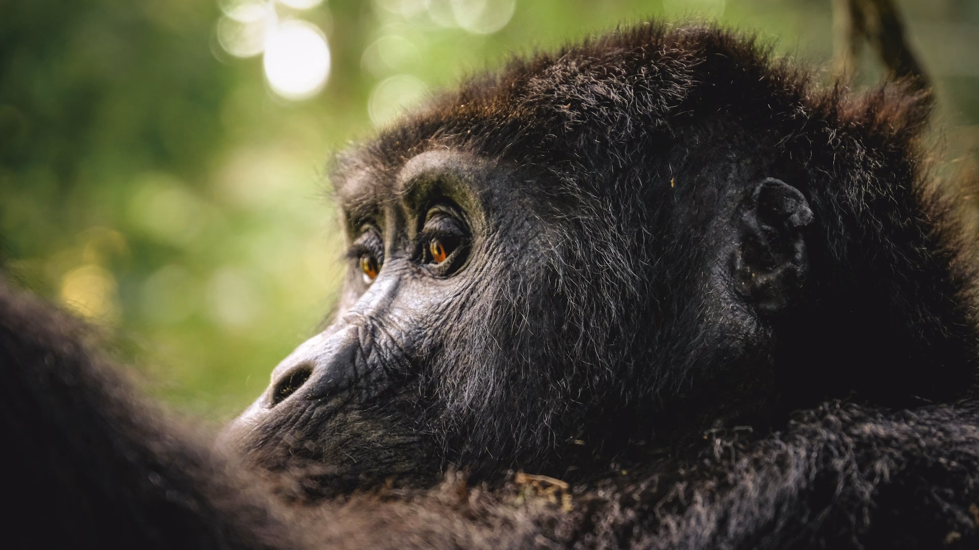 Jane Goodall on the Power of Everyday Choices