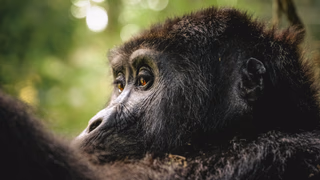 Jane Goodall on the Power of Everyday Choices
