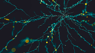 How the Brain Learns Rules and Exceptions