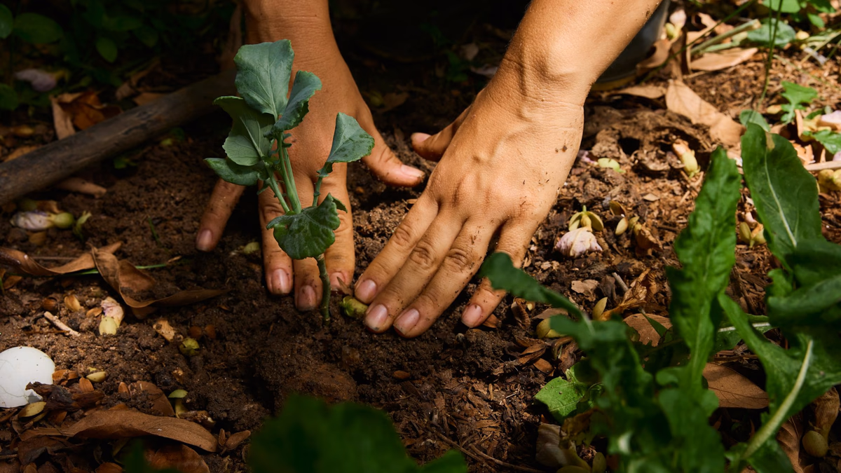 Wangari Maathai: Seeds of Peace and Hope