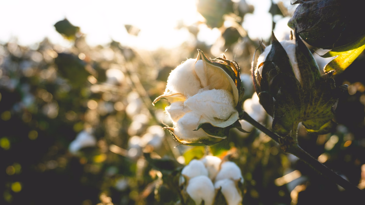Regenerative Cotton Is Driving the 2026 Fabric Shift