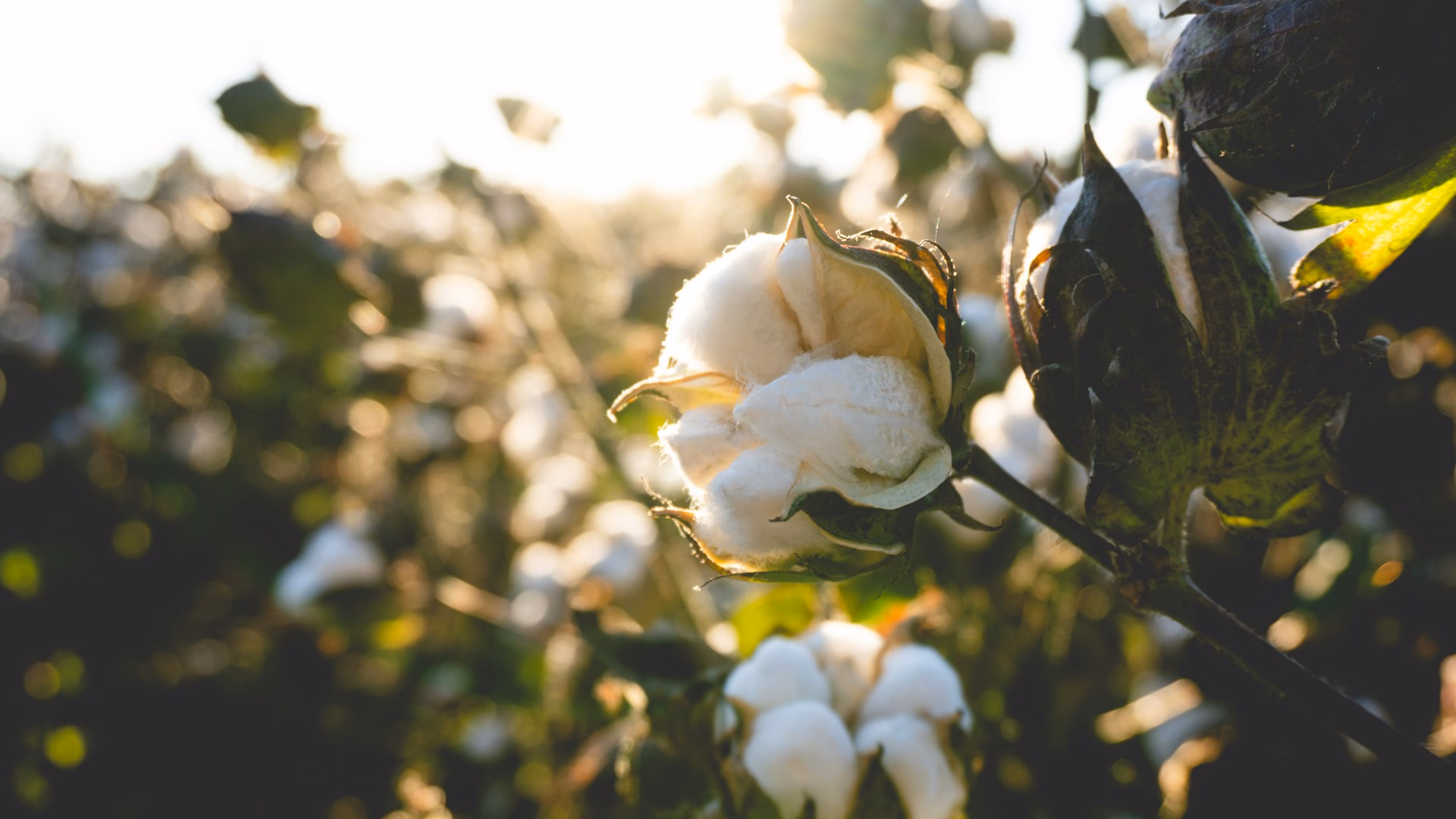 Regenerative Cotton Is Driving the 2026 Fabric Shift