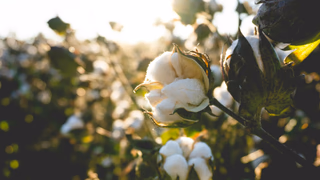 Regenerative Cotton Is Driving the 2026 Fabric Shift