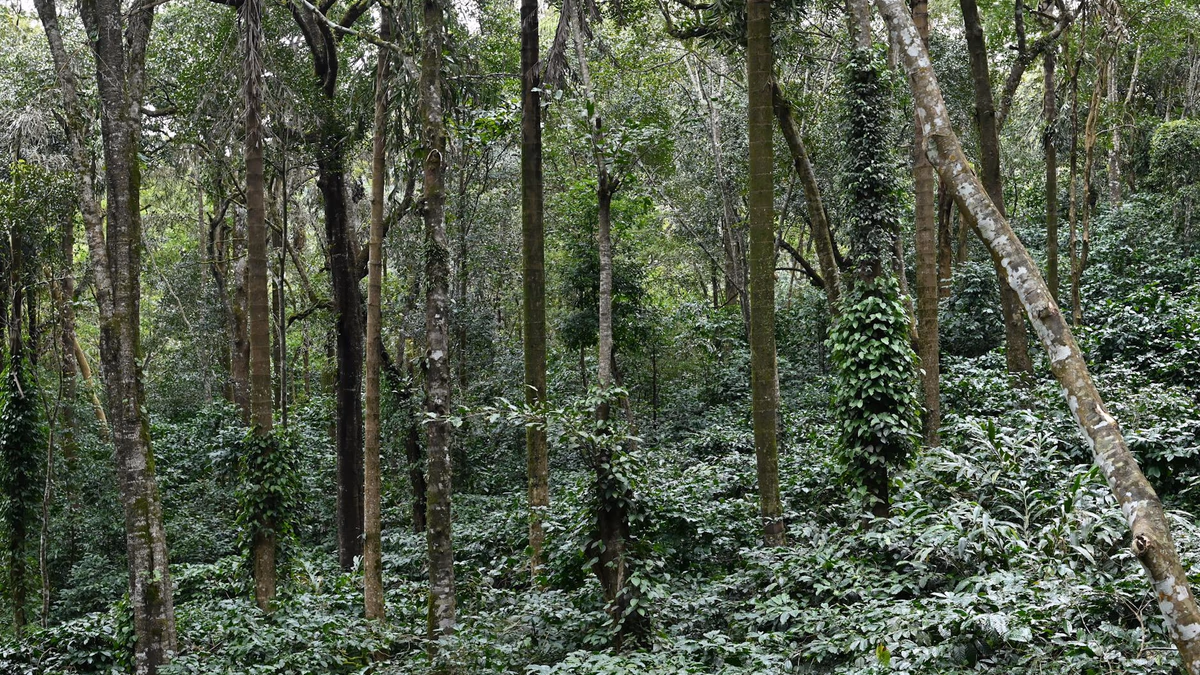 The Field That Refuses to Be Crossed