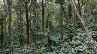 The Field That Refuses to Be Crossed