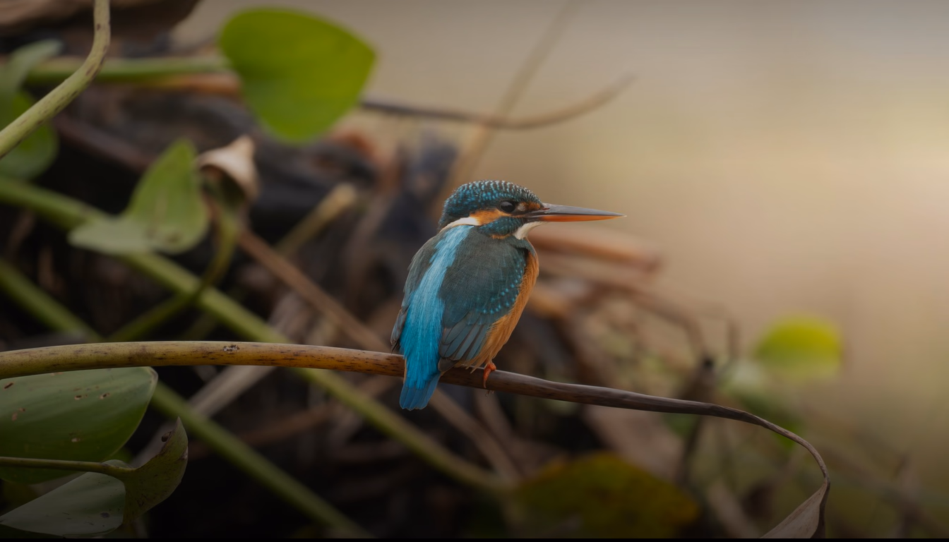 Kingfisher Shinkansen