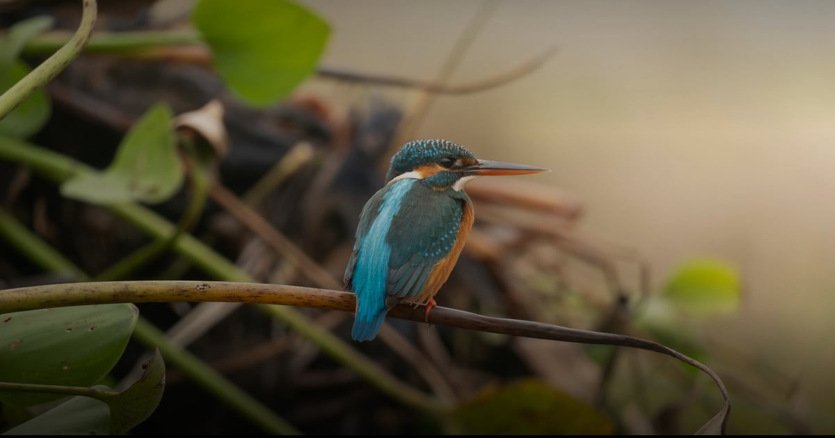Kingfisher Shinkansen