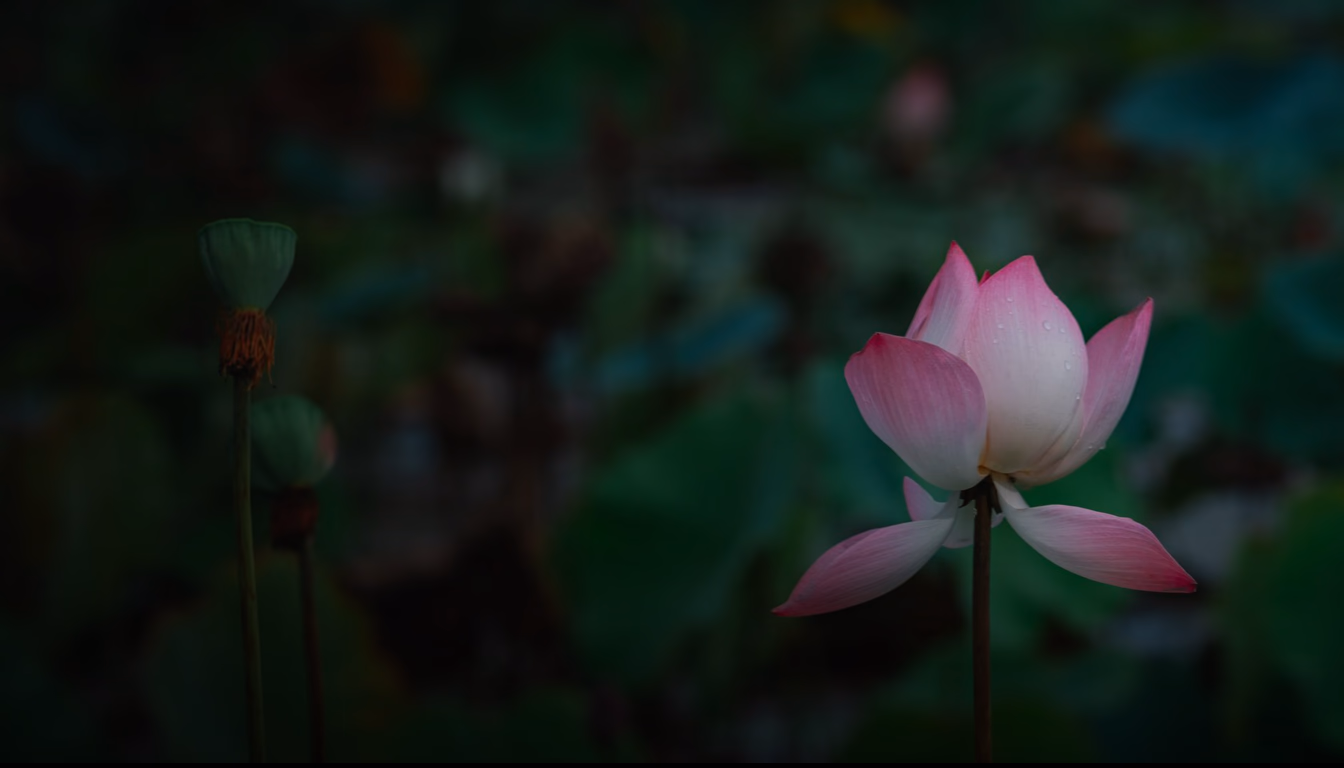 Lotus Paint