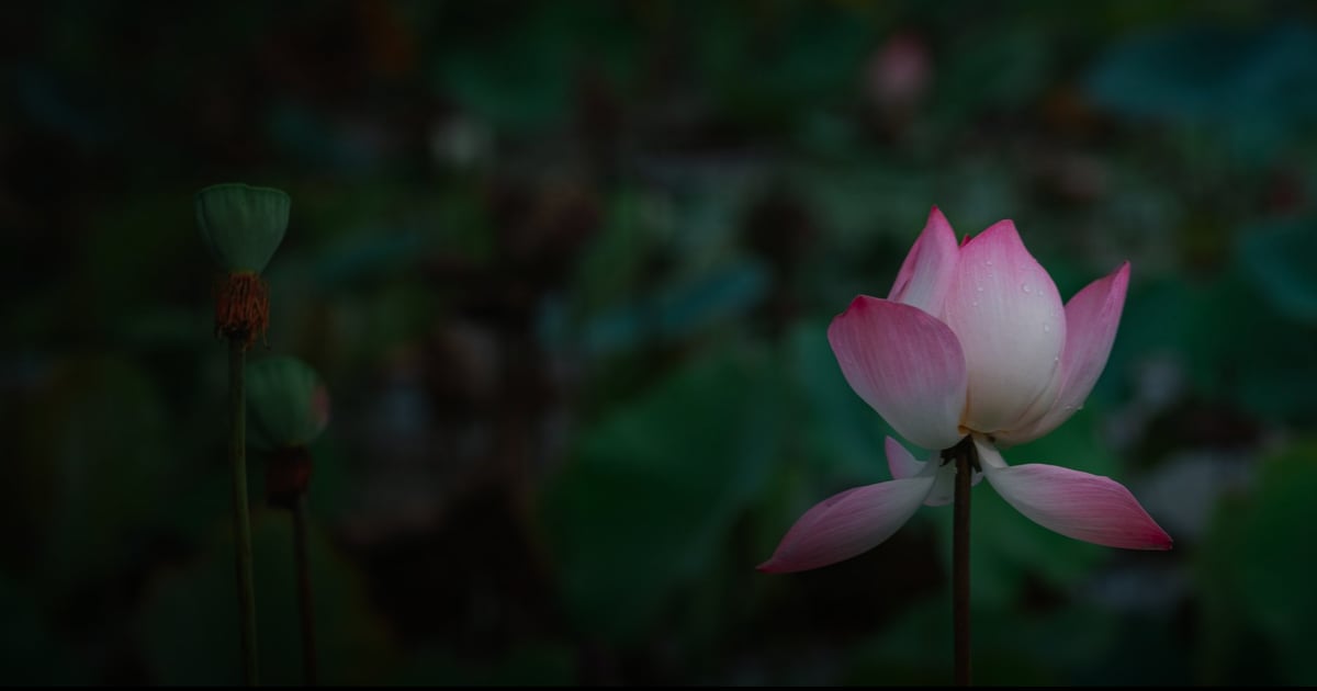 Lotus Paint