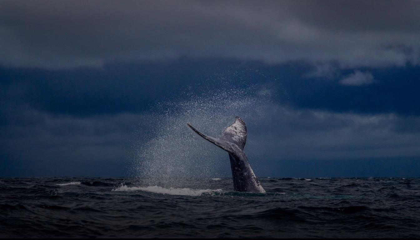 Humpback Whale Turbine