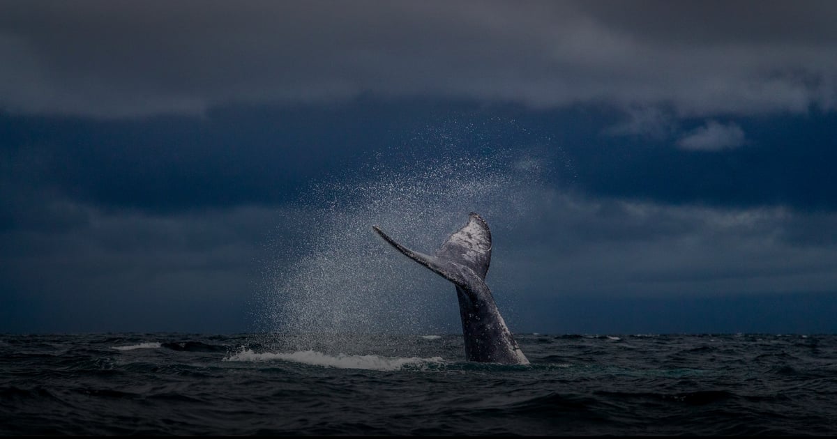 Humpback Whale Turbine