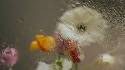 The Storm Inside the Bloom