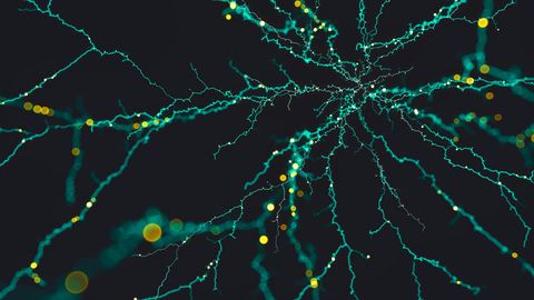 How the Brain Learns Rules and Exceptions