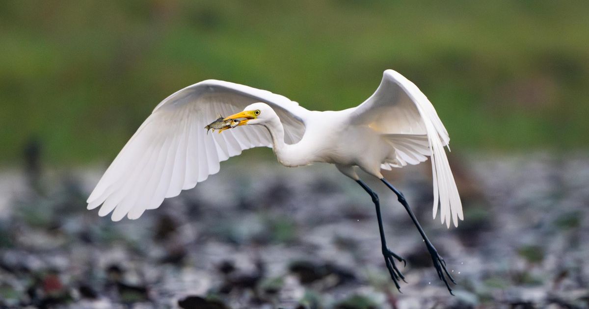 The Forge We Never Chose