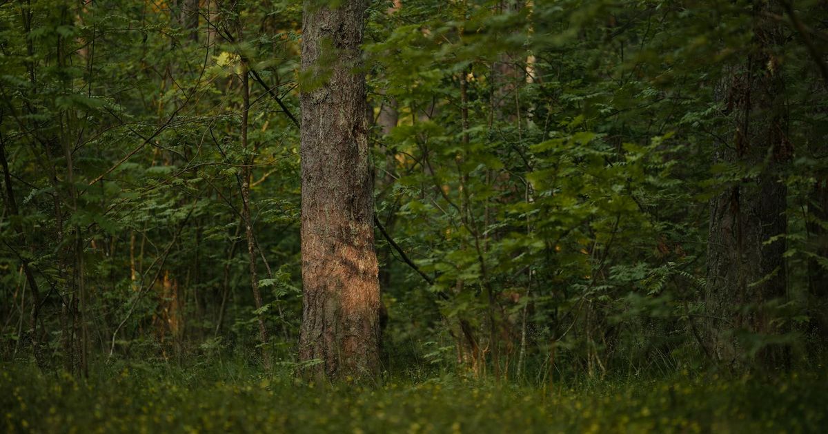 The Bridge Between Two Worlds